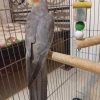 طوطی عروس هلندی ماده|پرنده|قزوین, |دیوار