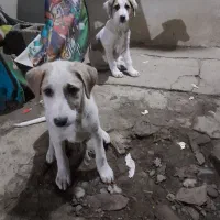 واگذاری سگ|سگ|گوراب زرمیخ, |دیوار