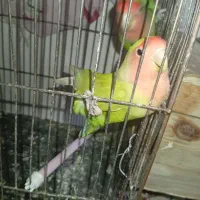 یک جفت برزیلی سبز