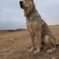 سگ الابای و سگ سرابی