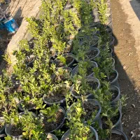 گل و گیاه نهال