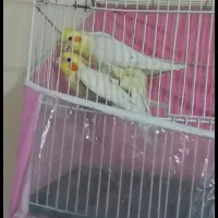 عروس هلندی کوتوله آغول گلبهار|پرنده|مشهد, شهرک صنعتی توس|دیوار