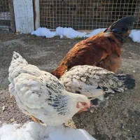 خروس کاکلی|حیوانات مزرعه|مشهد, کارگران|دیوار