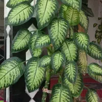 گل دیفن باخیا سرحال وزیبا