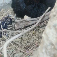 مرغ خروس لاری معاوضه ای|پرنده|سراوان, |دیوار