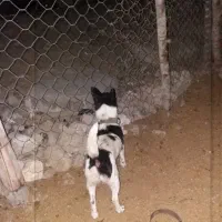 واگذاری پاکوتاه ماده