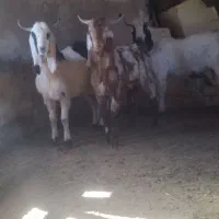 تربت قله گک