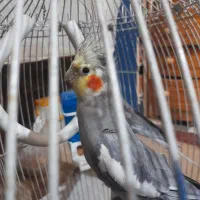 جفت عروس هلندی۱۰ماهه|پرنده|مشهد, هدایت|دیوار