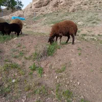 بره ماده هترو