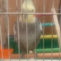 عروس هلندی جوان