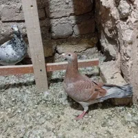 پرنده|پرنده|ضیاء آباد, |دیوار