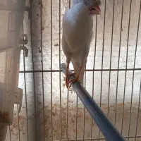 قناری جفت باجوجه|پرنده|مشهد, قائم|دیوار