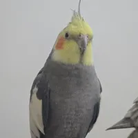 گمشده