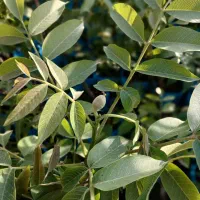 فروش نهال گردو پربار موجود در انواع متفاوت|خدمات باغبانی و درختکاری|اراک, |دیوار