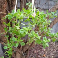 گل‌های زیبا و پر ریشه