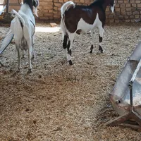 ۴ راس دوبردرجه یک جوان درشت دوتا بومی دوتا دورگ|حیوانات مزرعه|جوادآباد, |دیوار