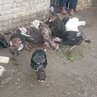 ۵عدد بوقلمون|حیوانات مزرعه|نوشین شهر, |دیوار