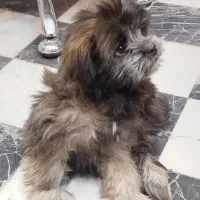 سگ پاکوتاه|سگ|مشهد, حسینآباد|دیوار