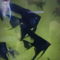 *آنجل باله بلند*