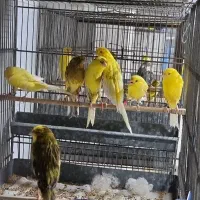 قناری. رسمی بلند|پرنده|تهران, جوادیه|دیوار