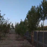 فروش-باغچه-1000متری-واقع-در-دشت-ارژن-چهلچشمه