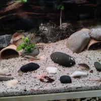 ارچر فیش و ...|ماهی|زارچ, |دیوار