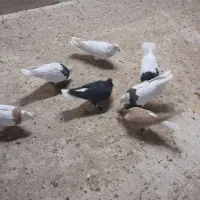 کفتر رنگی|پرنده|قم, انسجام|دیوار