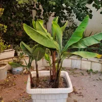 فروش نهال موز تزیینی