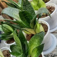 سانسوریا پا کوتاه