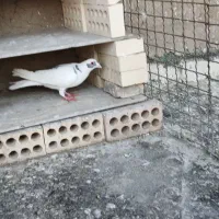 کفتر یهودی