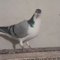 کبوتر نر واز بومی