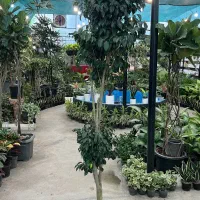 فروش گل بنجامین سبز (بلک)|گل و گیاه طبیعی|رشت, بیجارپس|دیوار