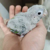 جوجه گرینچیک