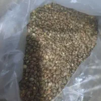 شاهدانه چتنه