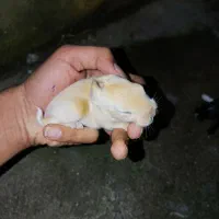 خرگوش کوچولو