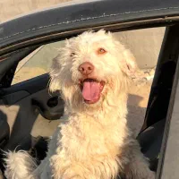 گمشده|حیوانات|مشهد, صیدآباد|دیوار