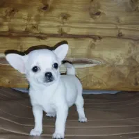 سایز جیبی|سگ|شیراز, انجیره|دیوار