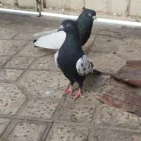 نروماده سینه