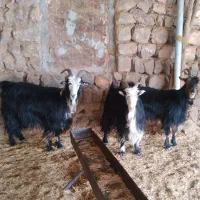 بز چاق|حیوانات مزرعه|ایذه, |دیوار