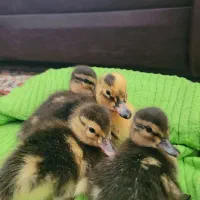 جوجه اردک محلی (نَمه‌ای)