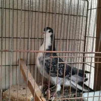 کبوتر زره ایی کر نر یه پر کژ دم سه ماهشه|پرنده|اصفهان, مولوی|دیوار