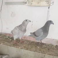 شوریسر|پرنده|برازجان, |دیوار