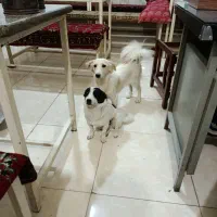 واگذاری دوعدد سگ نژاد شیتزو وتریر