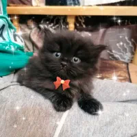 بچه گربه پرشین عروسک اصیل