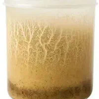 غذای زنده میکروورم مخصوص همه ماهیا