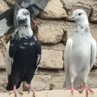 کبوتر یه جا
