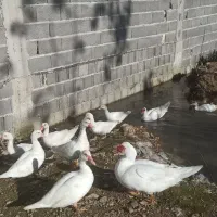 فروش اردک اسرائیلی