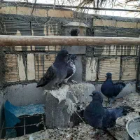 کبوتر نر و ماده|پرنده|اصفهان, مولوی|دیوار