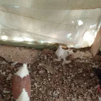 کفتر پشتی پرپا و پالیسک و پلاکی مناسب برای هوا|پرنده|تربت‌حیدریه, یحیی آباد|دیوار