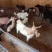 بره بز
